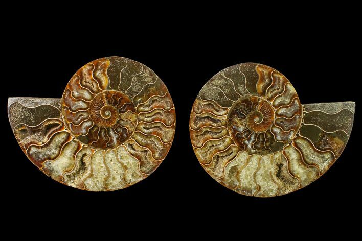 Agate Replaced Ammonite Fossil - Madagascar #158314